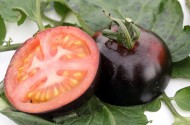 Cà chua đen giàu chất chống oxy hóa