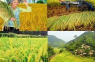 JICA hỗ trợ tích cực cho nông nghiệp Việt Nam