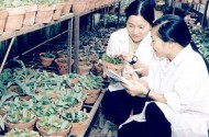 Nông nghiệp Việt Nam 